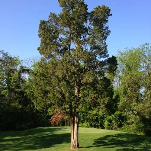 Red cedar tree