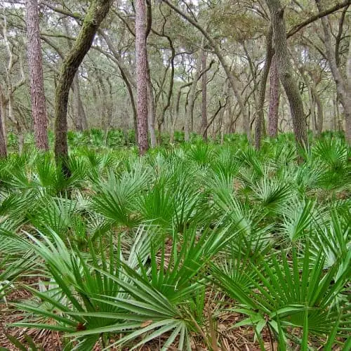 Saw palmetto plants