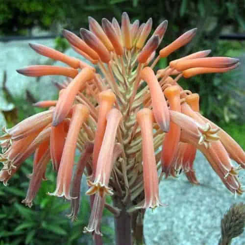 Soap aloe