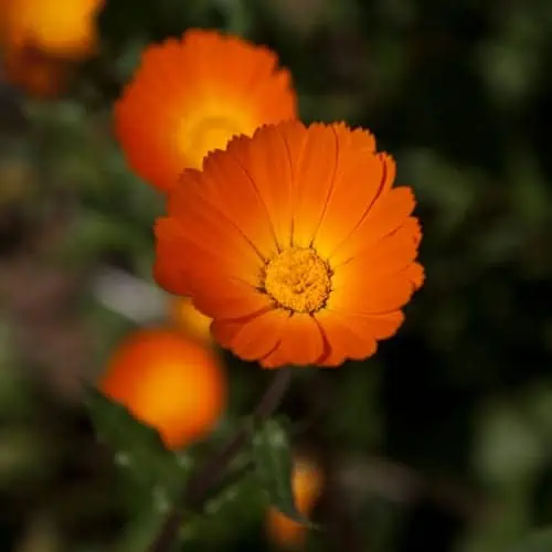 Orange calendula flower