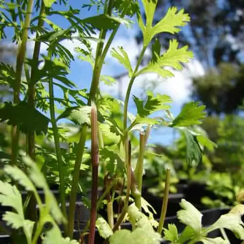 Cilantro leaves