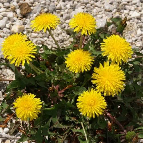 Dandelion