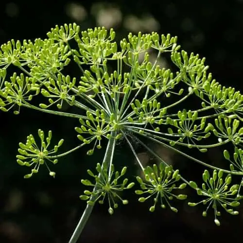 Dill inflorescence