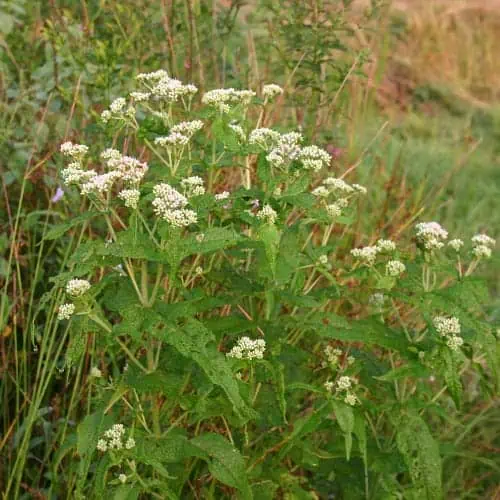 Fall boneset in bloom