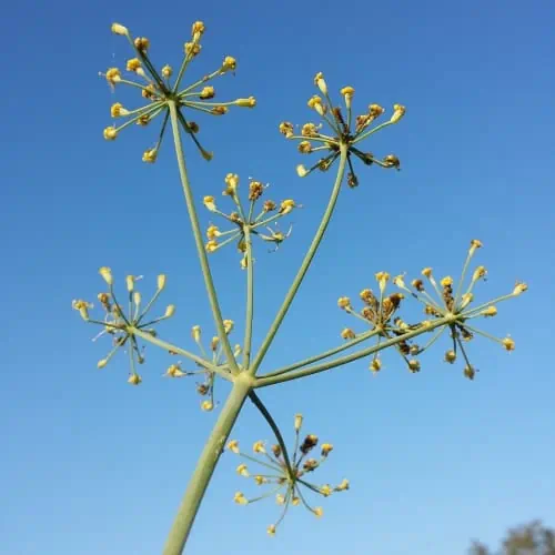 Fennel umbels