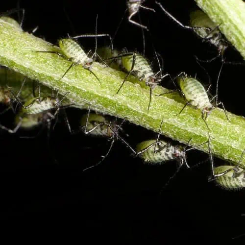 Aphids on plant