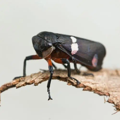 Leafhopper