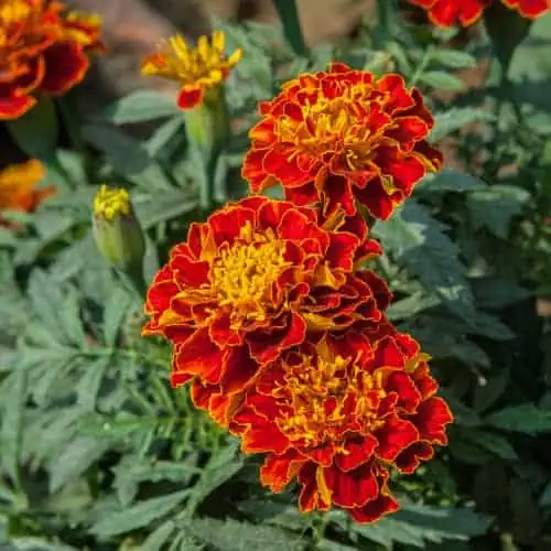 French marigold flowers