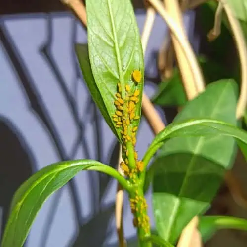 Milkweed aphids on tropical milkweed