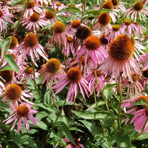 Purple coneflowers