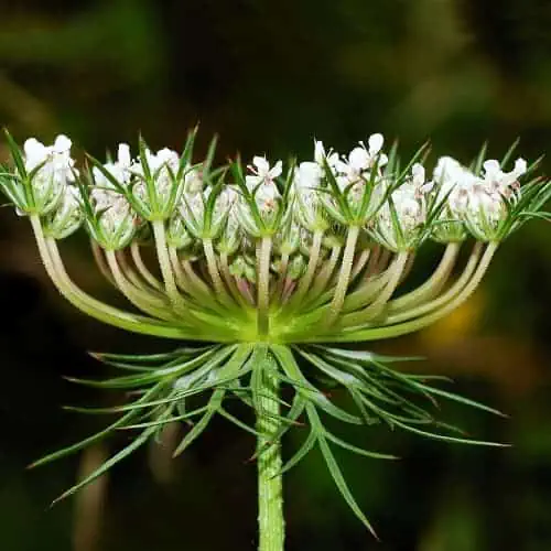 Queen Anne's lace umbel
