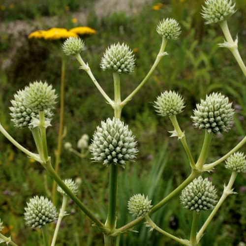 Rattlesnake master heads