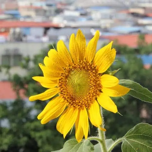 Helianthus annus flower