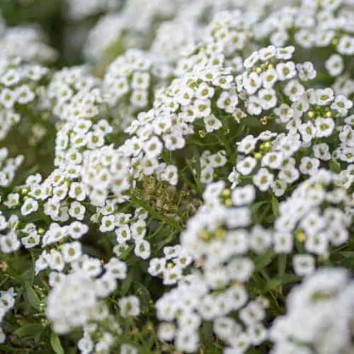 White sweet alyssum blooms