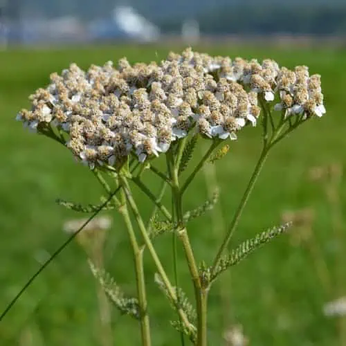 Yarrow flowers
