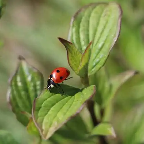 Red lady beetle