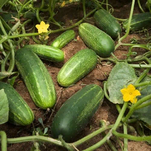 Cucumbers growing on vines