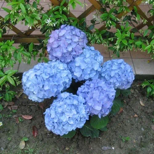 Blue hydrangeas