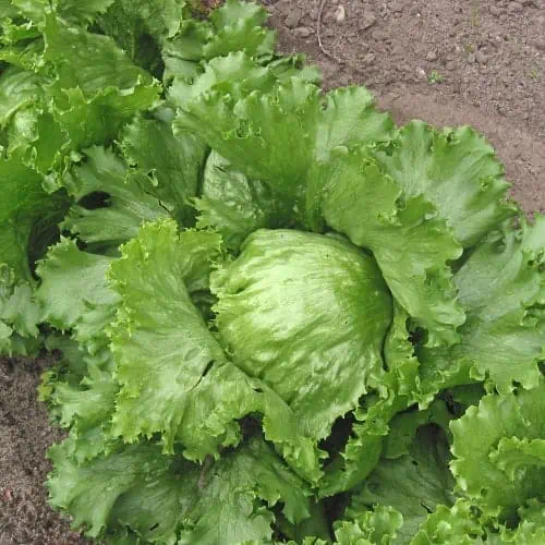 Iceberg lettuce