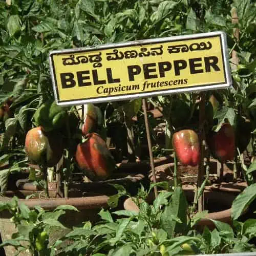 Growing bell peppers