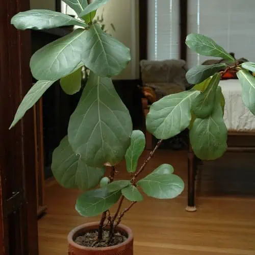 Potted fiddle leaf fig