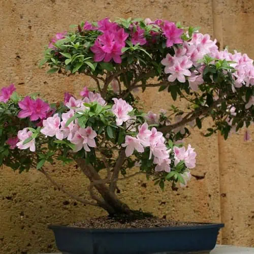 Rhododendron bonsai
