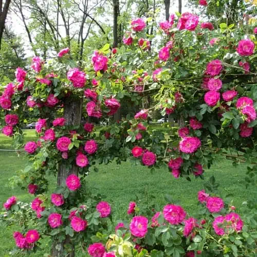 Rose flowers