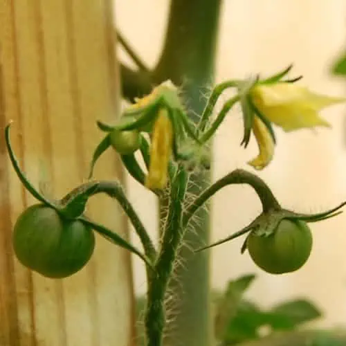Young tomato plant
