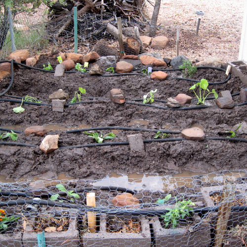 Vegetable garden with soaker hose setup