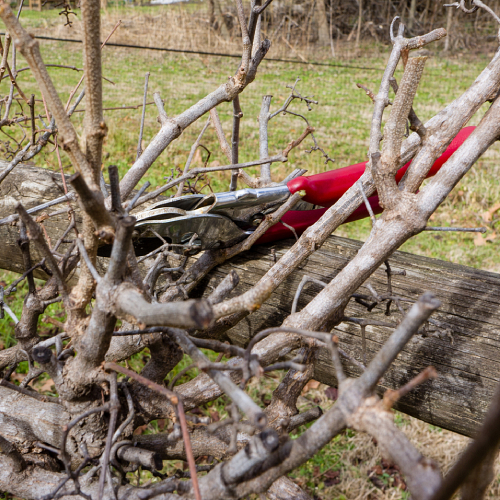 Pruning shears