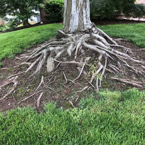 Maple tree exposed roots